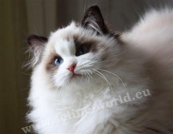 RAGDOLL_seal_bicolor_3 (RACE).JPG